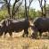 Pair of rhinos in Matobo National Park | Zimbabwe