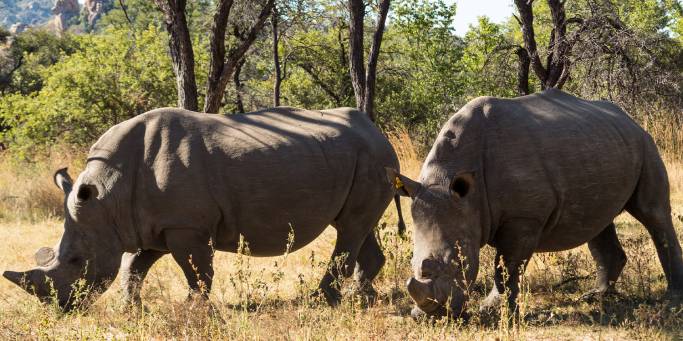 Pair of rhinos in Matobo National Park | Zimbabwe