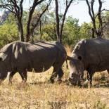 Pair of rhinos in Matobo National Park | Zimbabwe