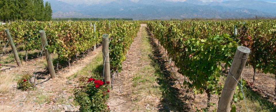 Vineyards stretching out in to the distance in Mendoza