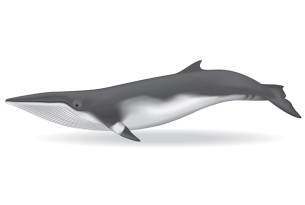 Minke whale illustration - On The Go Tours