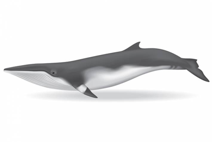 Minke whale illustration - On The Go Tours