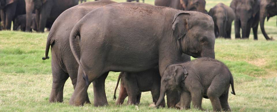 Elephants near the tank in the Minneriya National Park