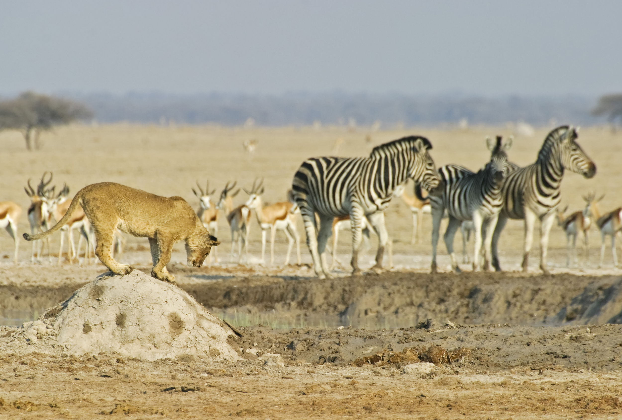 Lion and zebras on the Makgadikgadi & Nxai Pan plains