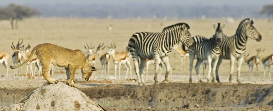 Lion and zebra in the Mkgadikgadi and Nxai pan