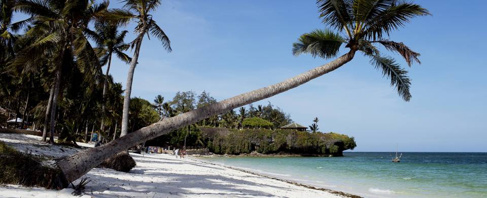 Palm tree leaning horizontally white sand of Diani Beach in Mombasa