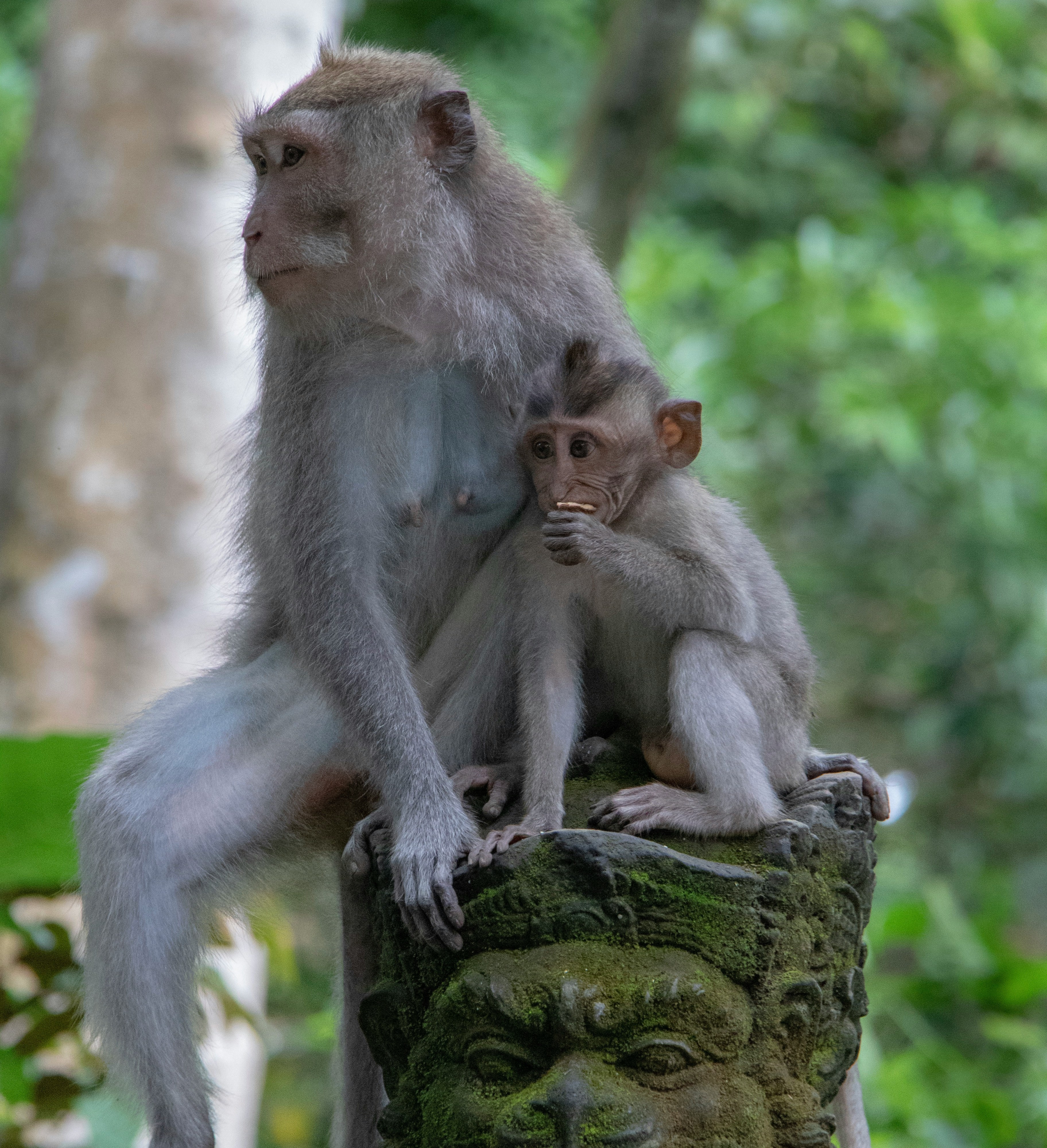 Monkey Forest