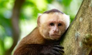 Monkey in Tayrona National Park - Colombia