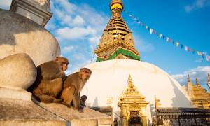 Monkeys sitting in front of Boudhanath Stupa in Kathamandu - Nepal Tours - On The Go Tours