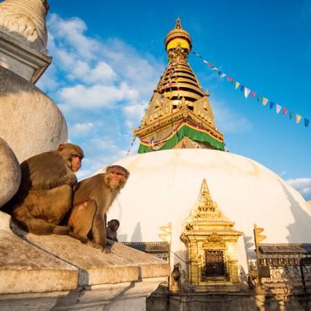 Monkeys sitting in front of Boudhanath Stupa in Kathamandu - Nepal Tours - On The Go Tours