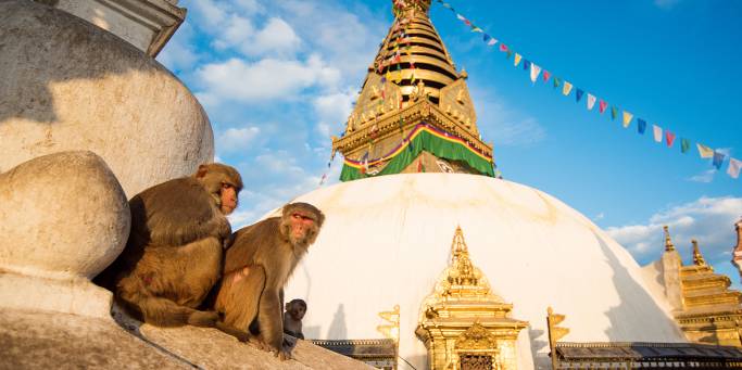 Monkeys sitting in front of Boudhanath Stupa in Kathmandu | Nepal