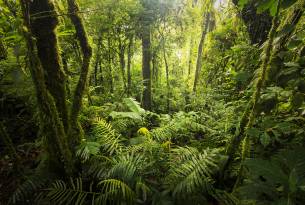 Monteverde Cloudforest - Costa Rica - On The Go Tours