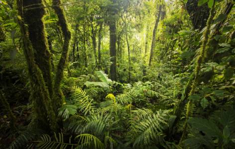 Monteverde Cloudforest - Costa Rica - On The Go Tours