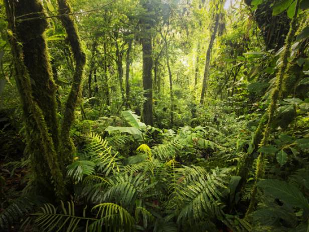 Arenal Volcano National Park - web ready highlight