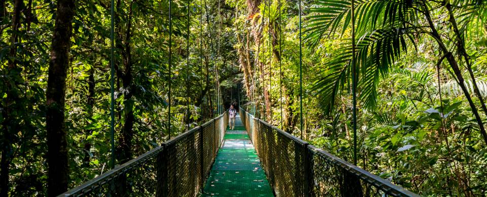 Monteverde Cloudforest - web ready image
