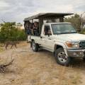 Hippose by the water at the Moremi Game Reserve