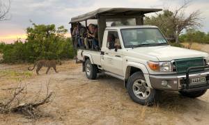 Moremi Game Reserve leopard on safari