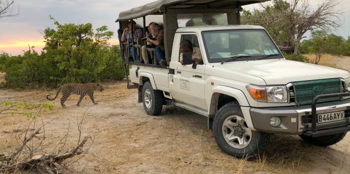 Spotting a leopard on safari in Moremi Game Reserve | Botswana