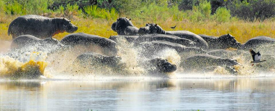 Hippose by the water at the Moremi Game Reserve