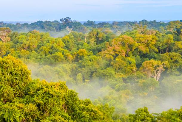 Morning fog over the Brazilian Amazon Rainforest