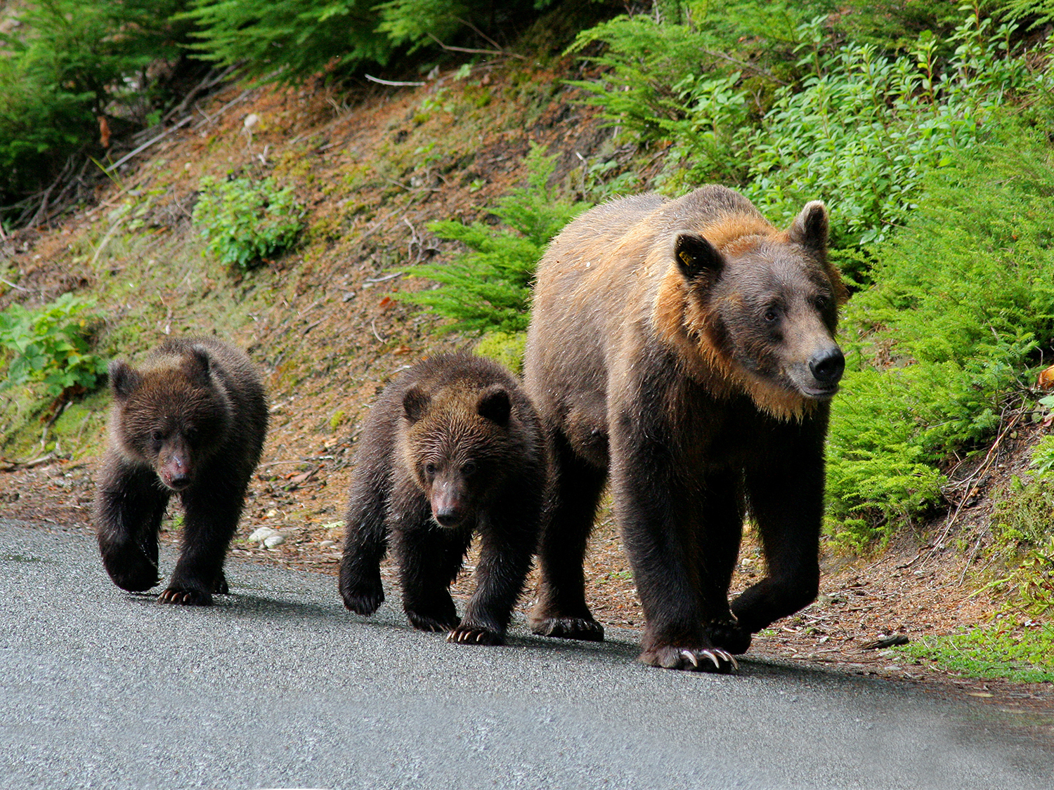 A mother bear and her cubs 