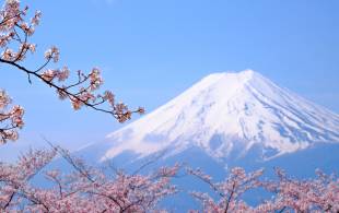 Mount Fuji with cherry blossoms