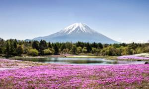 Mount Fuji with phlox moss and lake in foreground - Japan Tours - On The Go Tours