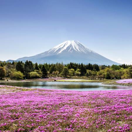 Mount Fuji with phlox moss and lake in foreground - Japan Tours - On The Go Tours
