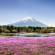 Mount FUji with phlox moss and reflective lake in the foreground | Japan