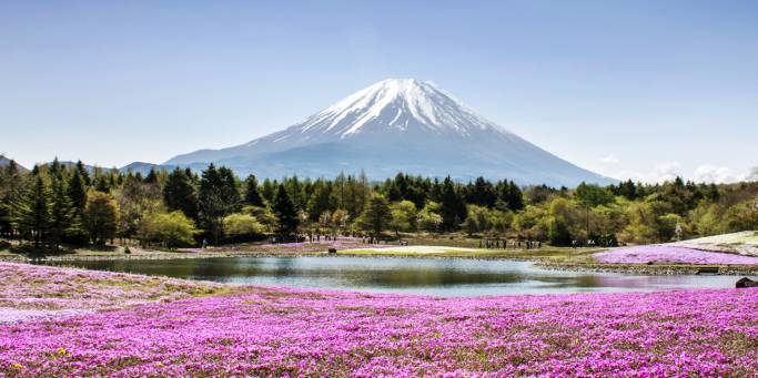 Mount FUji with phlox moss and reflective lake in the foreground | Japan