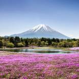 Mount FUji with phlox moss and reflective lake in the foreground | Japan