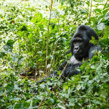 Mountain-Gorilla-in-Uganda-Africa