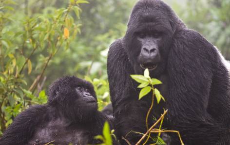 Mountain-Gorillas-in-Uganda