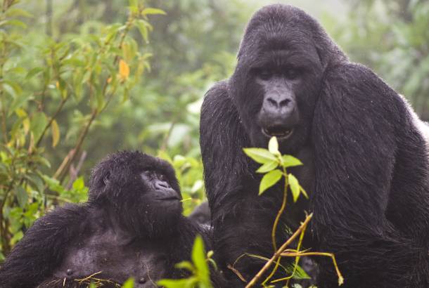 Mountain-Gorillas-in-Uganda