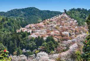 Mt Yoshino in Nara - Cherry blossom in Japan - On The Go Tours