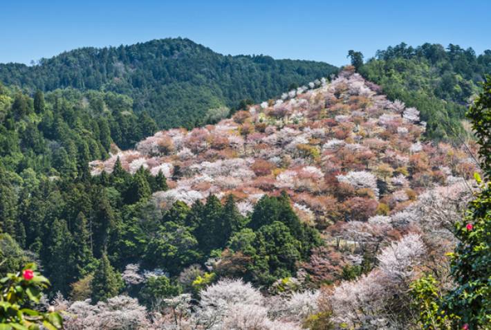Mt Yoshino in Nara - Cherry blossom in Japan - On The Go Tours