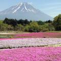 Mount Fuji dominating the landscape behind Lake Kawaguchi