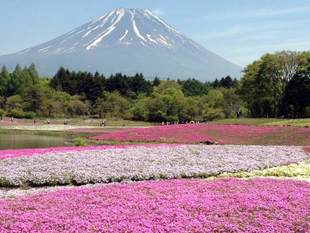 Mount Fuji dominating the landscape behind Lake Kawaguchi