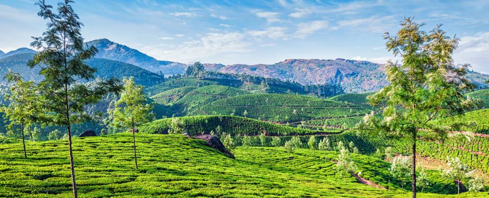 Rolling hills and tea gardens of Munnar