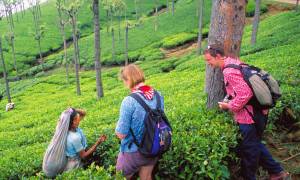 Munnar-Tea-Estate-Bolt-Ons-India