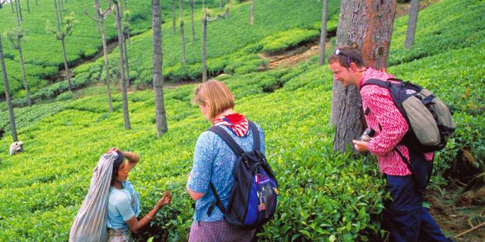 Tea plantatino | Munnar | India