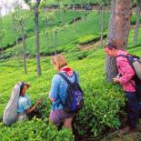 Tea plantatino | Munnar | India