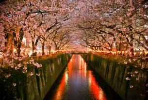 Nakameguro canal in Tokyo - Cherry blossoms in Japan - On The Go Tours