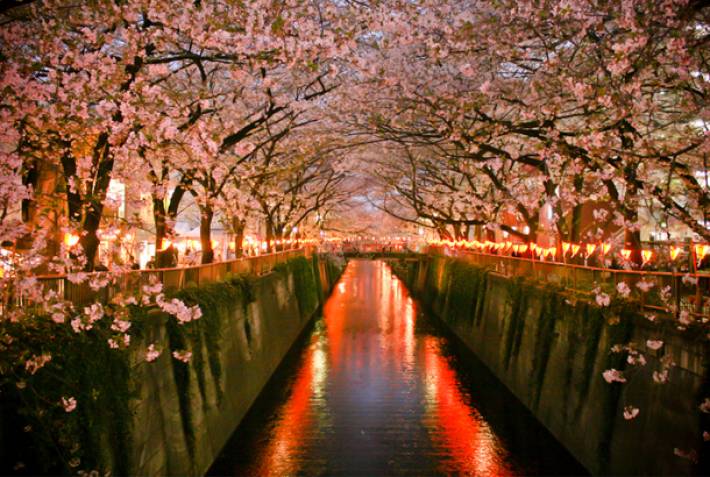 Nakameguro canal in Tokyo - Cherry blossoms in Japan - On The Go Tours