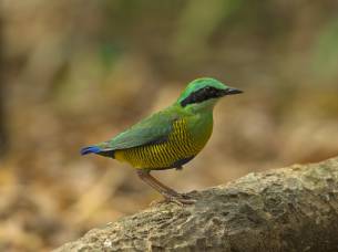 Nam Cat Tien National Park - On the Go Tours