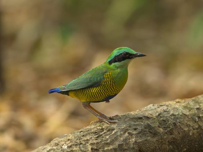 Nam Cat Tien National Park - On the Go Tours