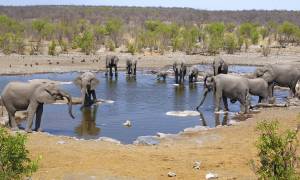 Namibia & cape Discovery main image - elephants in Etosha