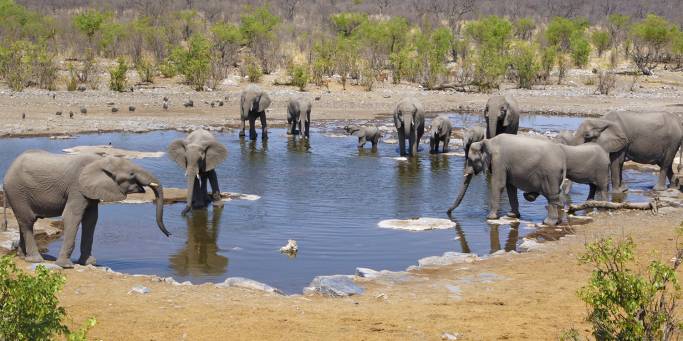 Elephants at a watering hole in Etosha National Park | Namibia 