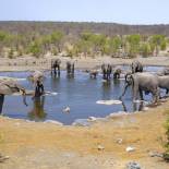 Elephants at a watering hole in Etosha National Park | Namibia