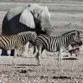 Gemsbok standing at a water hole at Etosha National Park